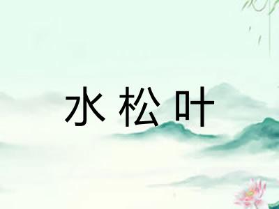 水松叶 水松叶