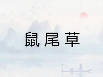 鼠尾草