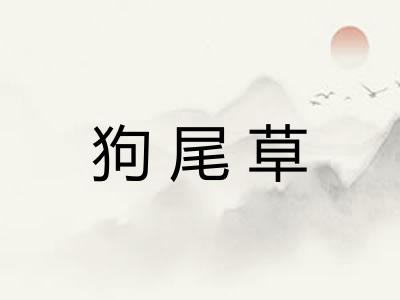 狗尾草